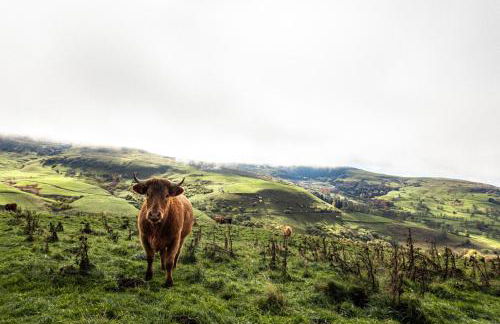 Maison 50 Belvédère du Cézallier - Photo 35