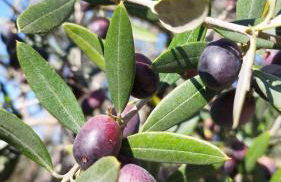 Serendipity - Foto 36