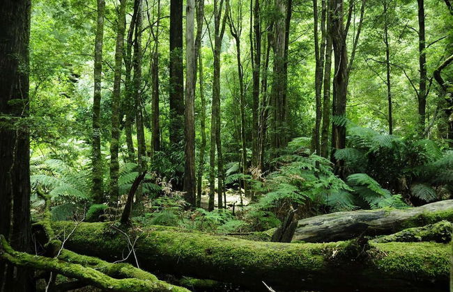 Corinna Wilderness Village - Foto 41