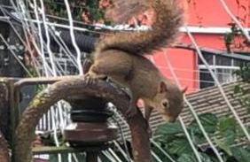 Recanto dos Pássaros em Petrópolis - Foto 18