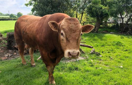 Pearl Cottage - Photo 8