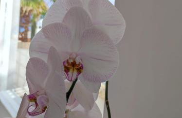 Villa Adriano - Foto 42