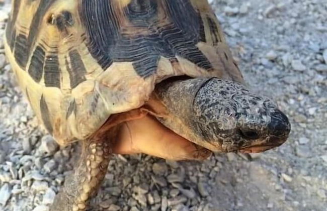 Gansbaai Seafront Holiday House: Ons C-huis - Foto 26