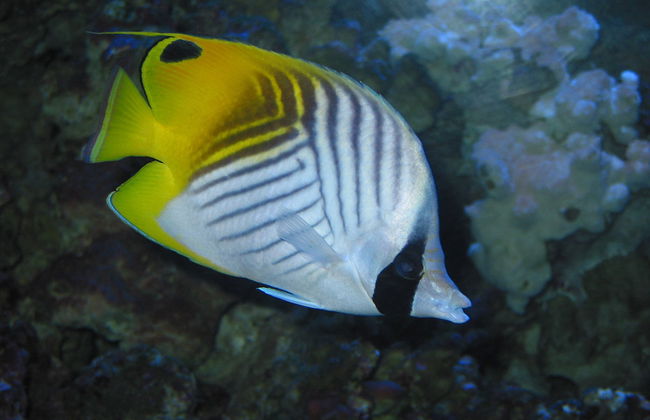 Palma Aquarium - Ticket - Foto 6