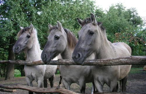 Kamienny Ogród Holiday Park - Foto 99