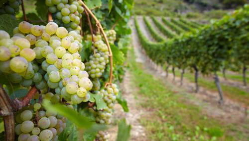 Moselblick am Waldrand - Foto 3