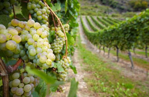 Moselblick am Waldrand - Foto 3