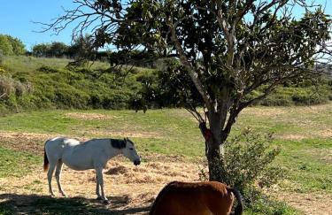 Santuário SOS Animal - Foto 12