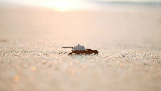 Turtle Release in Los Cabos - Foto 2