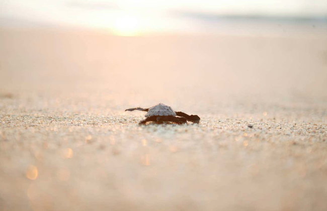 Turtle Release in Los Cabos - Foto 2
