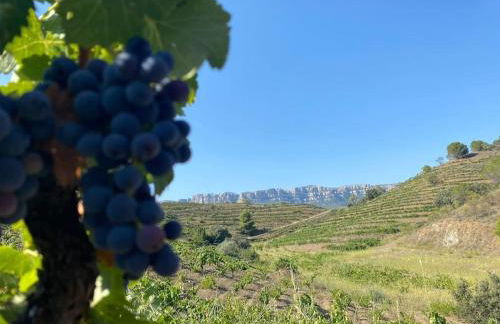 VINYES DEL PRIORAT - Foto 16