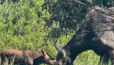 Secluded Mountain View Getaway - Near Jackson Hole - BBQ, Patio Wildlife! - Foto 3