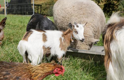 Caner Bach Lodge - Foto 31