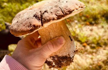 aResowa Wioska - Foto 41