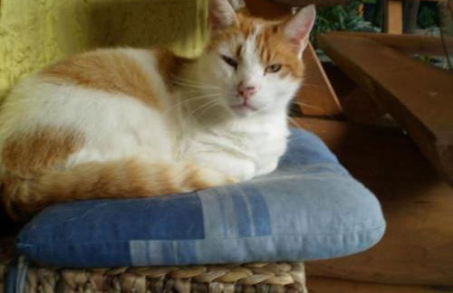 Apartment Gemütliche Wohnung mit Terrasse by Interhome - Foto 13