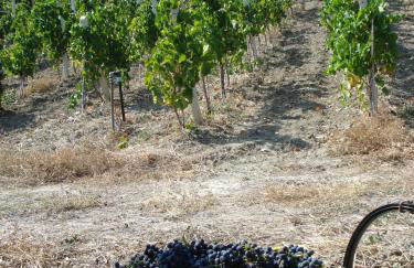 Agriturismo Feudo Gagliardi - Foto 31