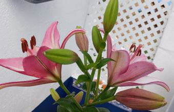 CASA NA ALDEIA - Foto 16