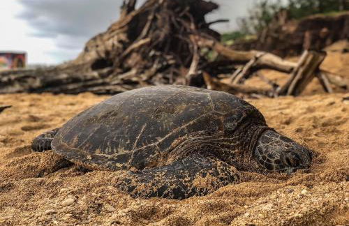 Hale Mai Hopohopo - Foto 32