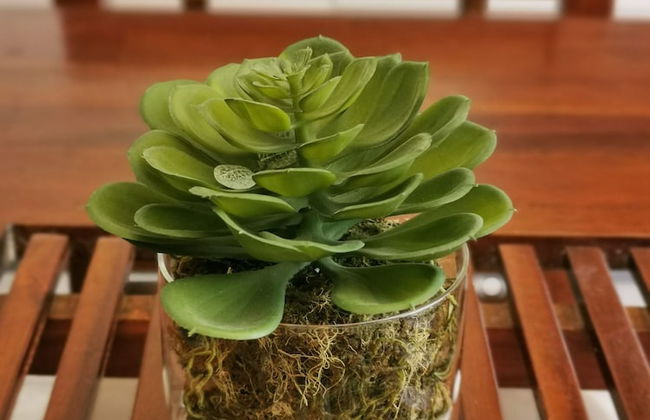 Palm Waters Holiday Villas - Foto 11