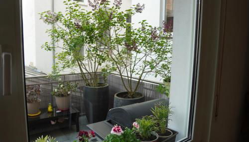 Bright, spacious apartment with a lovely terrace in the heart of Aachen - Foto 4, Garden view
