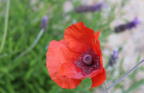 Finca Doña Sofia Maria - Foto 50