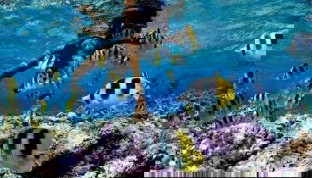 Buscando peces de colores