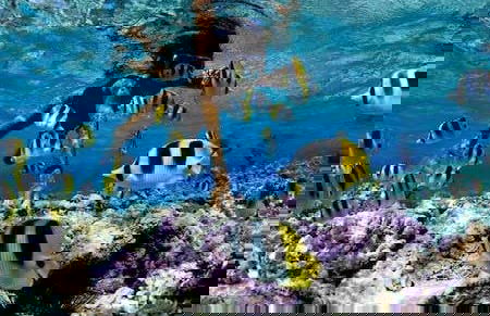 Snorkeling a Unawatuna - Foto 3