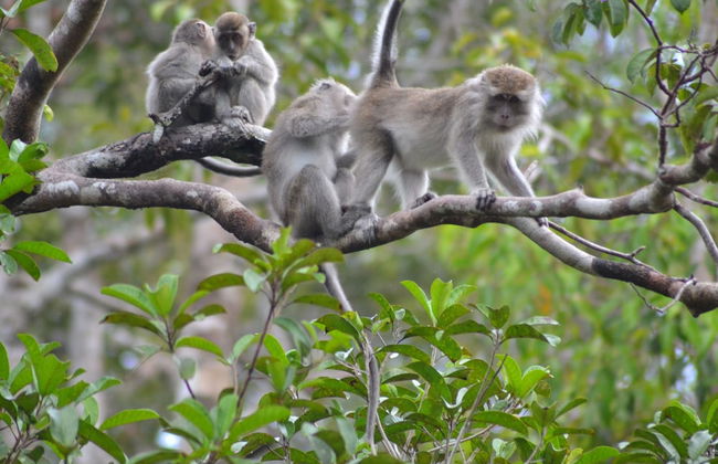 Houseboat Bee Kelotok - Foto 49
