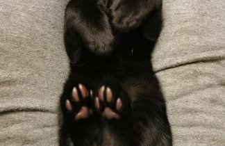 Glen Bay - 2 Bed Lodge on Friendly Farm Stay with Private Hot Tub - Foto 54