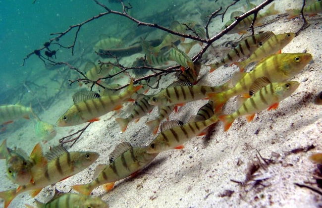 Agroturystyka u przyjaciol Soni - Foto 37