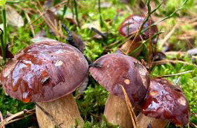 Czapla i Żuraw - Foto 30