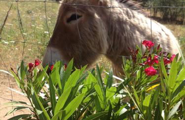 Agriturismo La Casa delle Fate - Photo 55