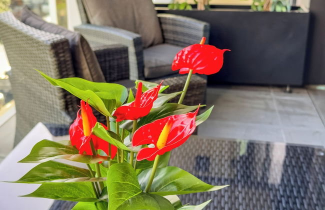 Wynyard Quarter Apartments by Urban Rest - Foto 8