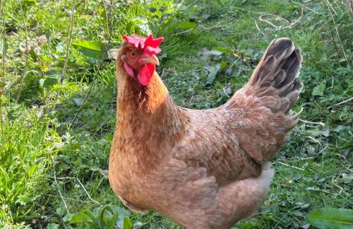 Cosy Owls Roost Hut With Private Hot Tub - Foto 84