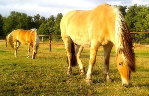 Schröderhof - Photo 10