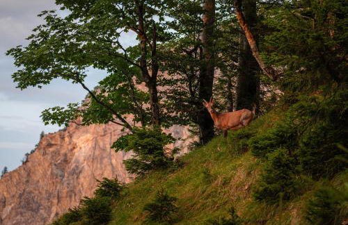 Relax Appartment Walchensee - Foto 44