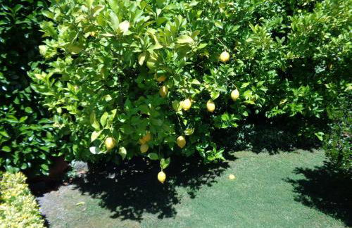 Quinta Do Alves - Foto 33