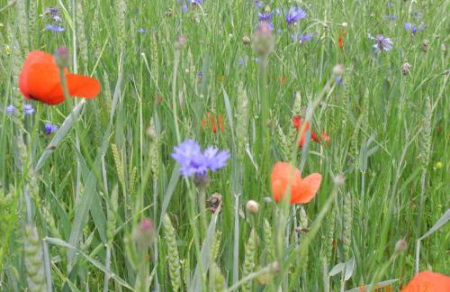 Ferienwohnung Kunze - Foto 20