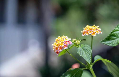 JERA Holiday Collection VULCANO DUE - Garden View - Foto 14