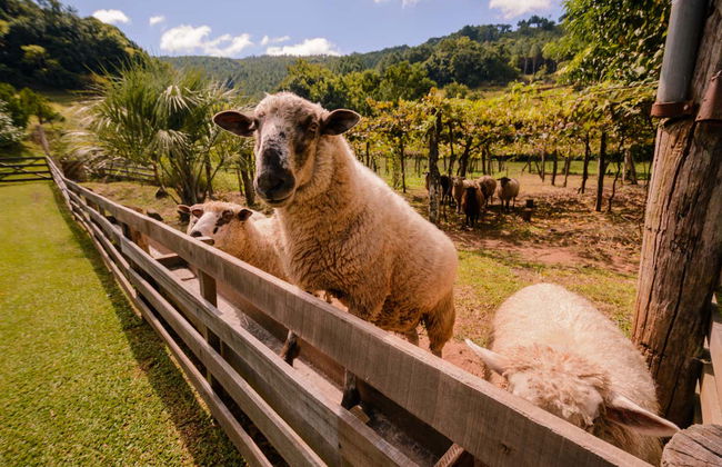 Gramado + Linha Nova Italian Immigration Tour - Photo 6