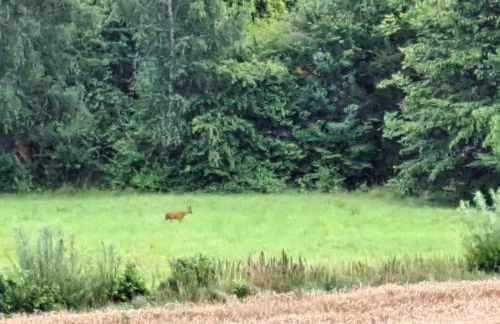 Fewo Mühlendrift inklusive Bettwäsche und Handtücher - Foto 28