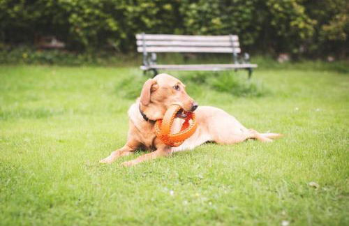 Calm Scottish Country Escape with Hot Tub Sleeps 6 - Foto 41