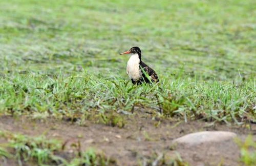 U Wileńskich - Foto 31