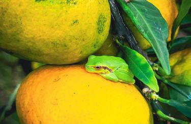 Mala Kuća - Photo 28