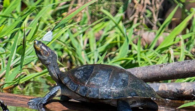Tortuga de río