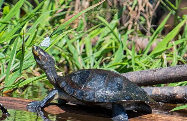 Ibare-Mamoré Protected Area Guided Tour - Foto 4