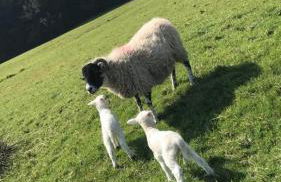 Craigievern Cottage - Foto 32