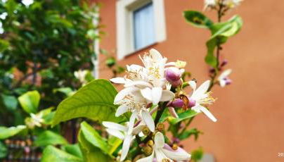 Villa Bonaffini - Foto 4