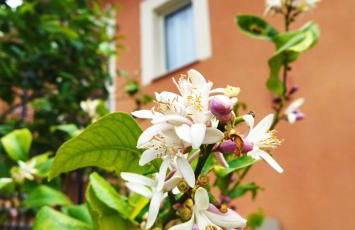 Villa Bonaffini - Foto 4