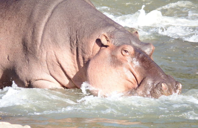 Blyde River Cabin Guesthouse - Foto 26